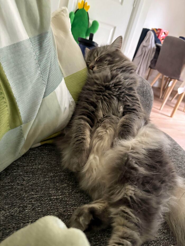 82 Wholesome Animal Pics That Might Be The Nicest Thing You See Today