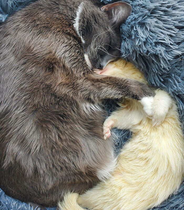 82 Wholesome Animal Pics That Might Be The Nicest Thing You See Today