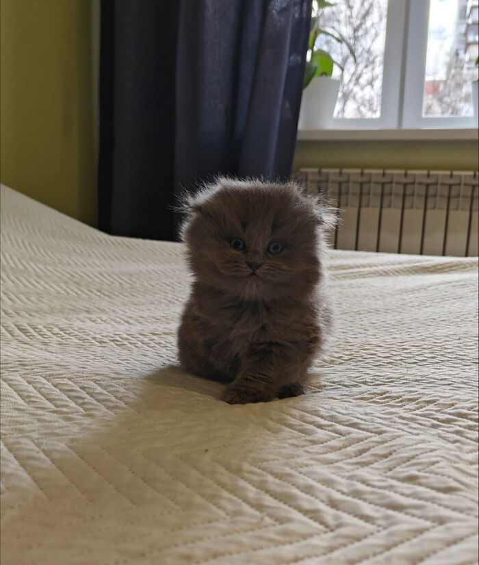 82 Wholesome Animal Pics That Might Be The Nicest Thing You See Today