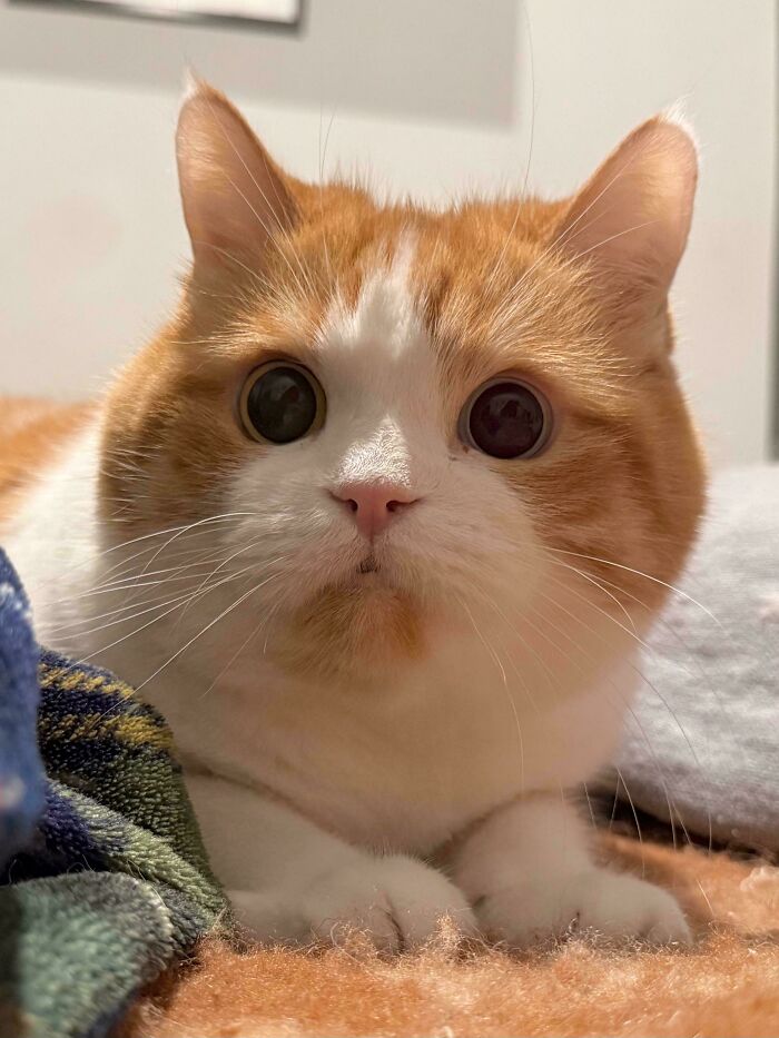 82 Wholesome Animal Pics That Might Be The Nicest Thing You See Today
