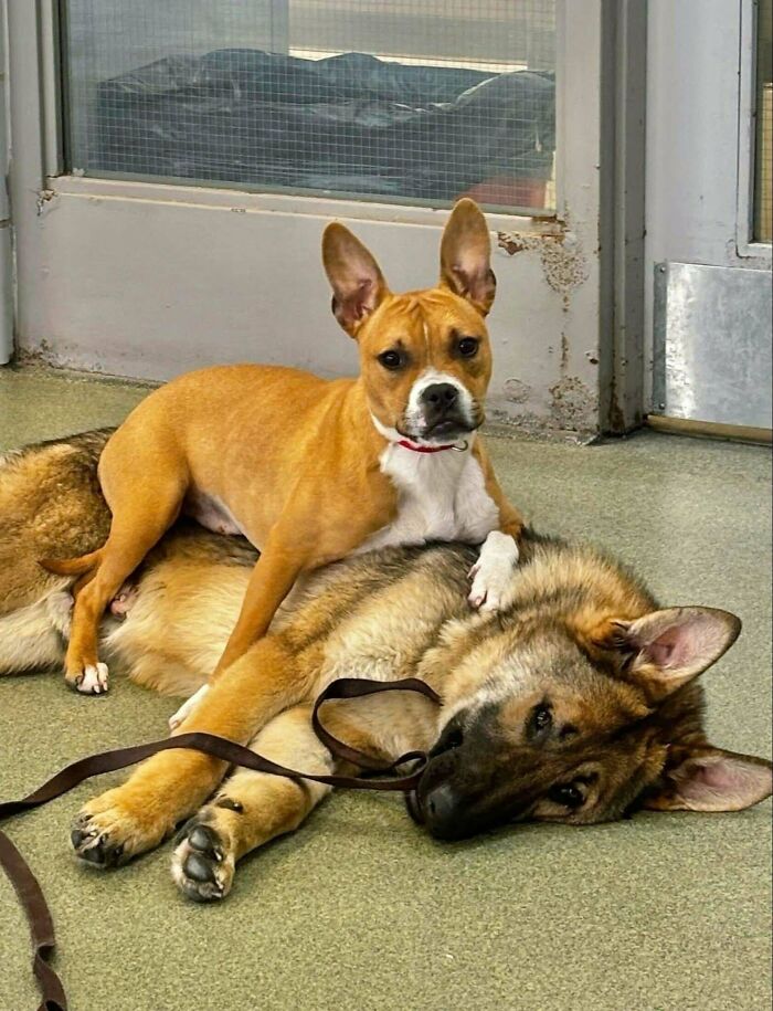 82 Wholesome Animal Pics That Might Be The Nicest Thing You See Today