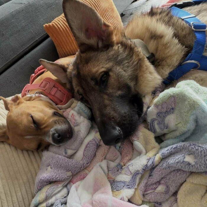 82 Wholesome Animal Pics That Might Be The Nicest Thing You See Today