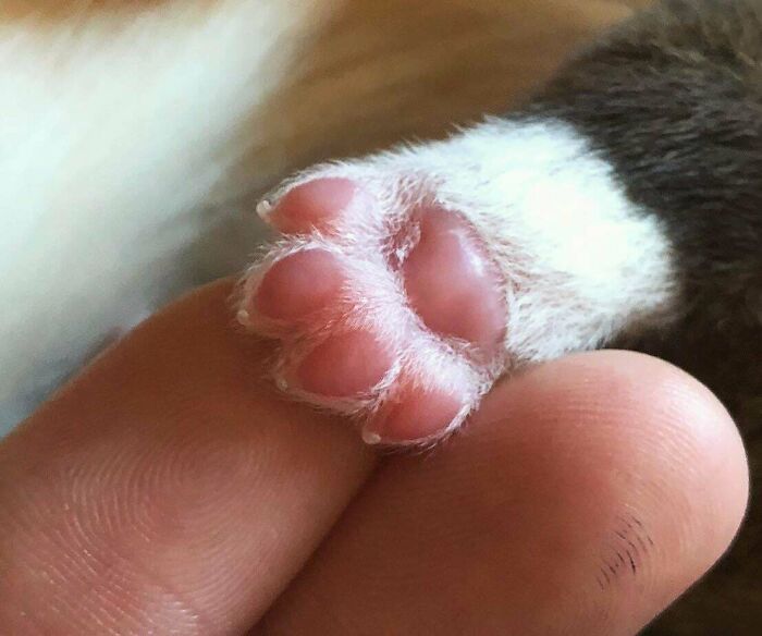 82 Wholesome Animal Pics That Might Be The Nicest Thing You See Today