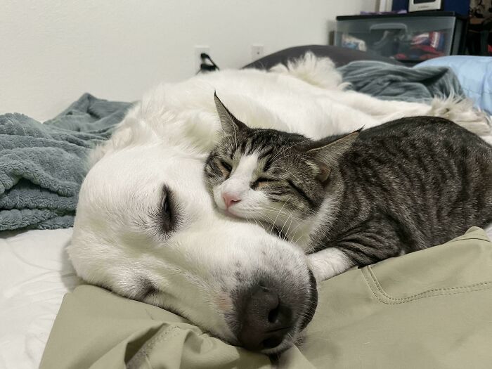 82 Wholesome Animal Pics That Might Be The Nicest Thing You See Today