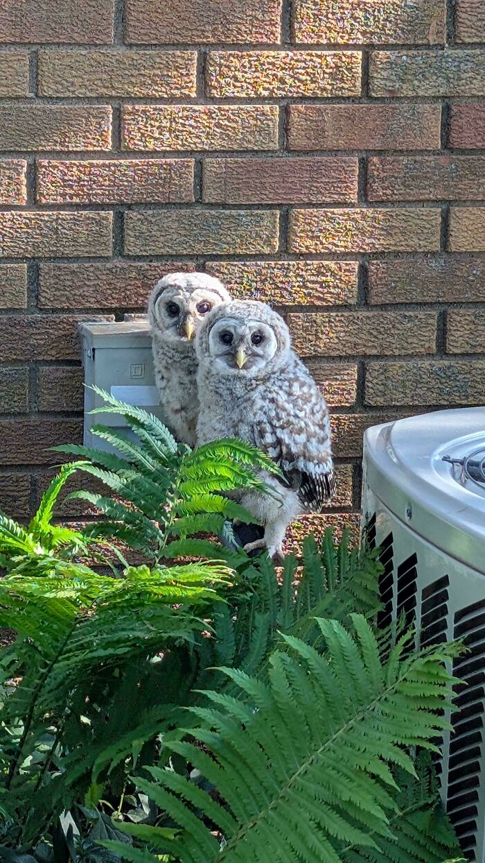 82 Wholesome Animal Pics That Might Be The Nicest Thing You See Today
