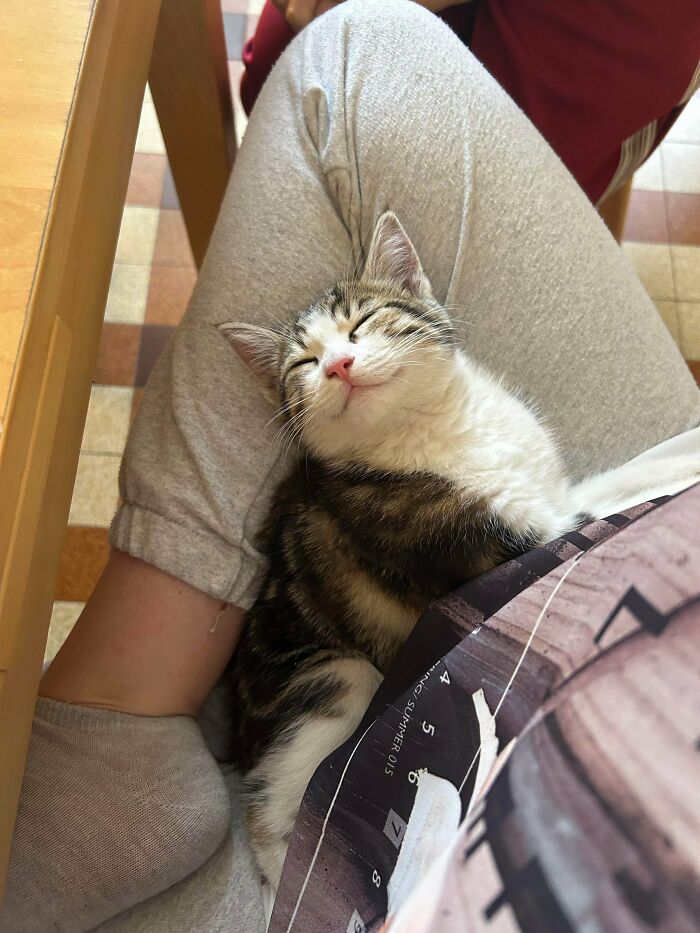 82 Wholesome Animal Pics That Might Be The Nicest Thing You See Today