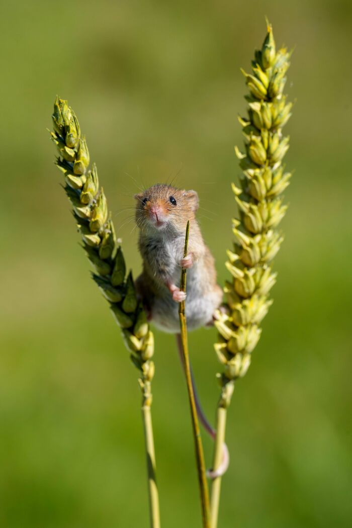 82 Wholesome Animal Pics That Might Be The Nicest Thing You See Today