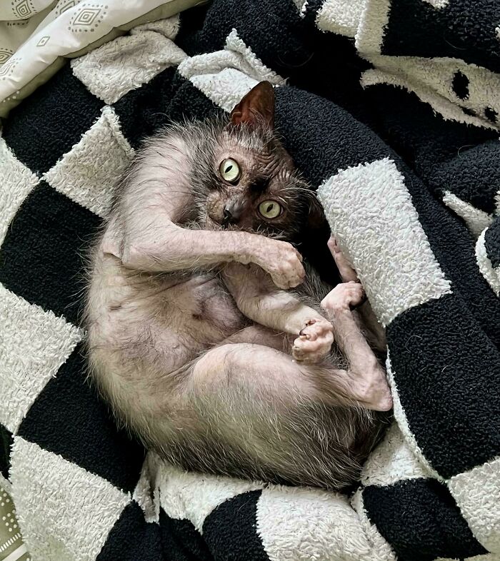 82 Wholesome Animal Pics That Might Be The Nicest Thing You See Today