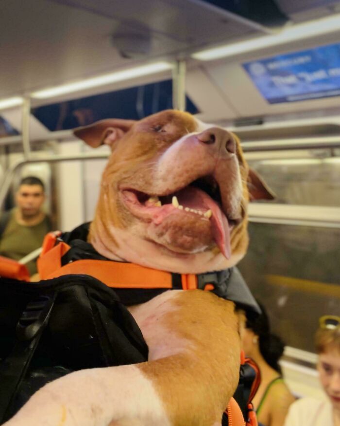 82 Wholesome Animal Pics That Might Be The Nicest Thing You See Today