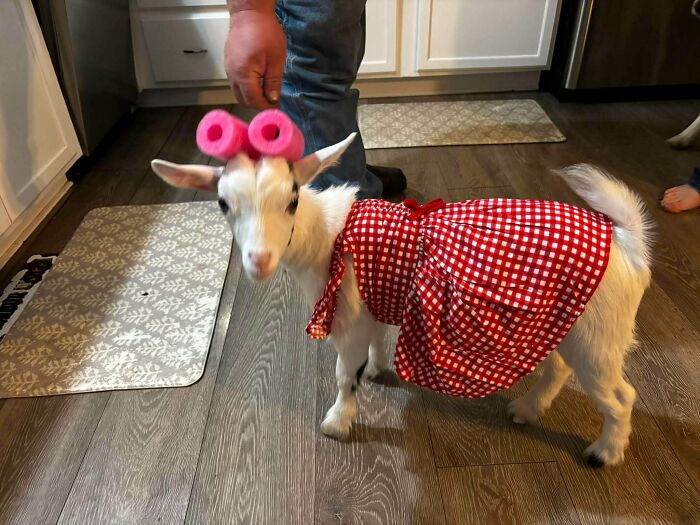 82 Wholesome Animal Pics That Might Be The Nicest Thing You See Today