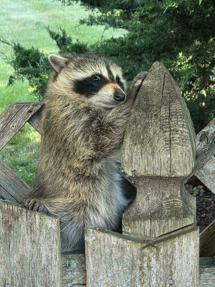 82 Wholesome Animal Pics That Might Be The Nicest Thing You See Today