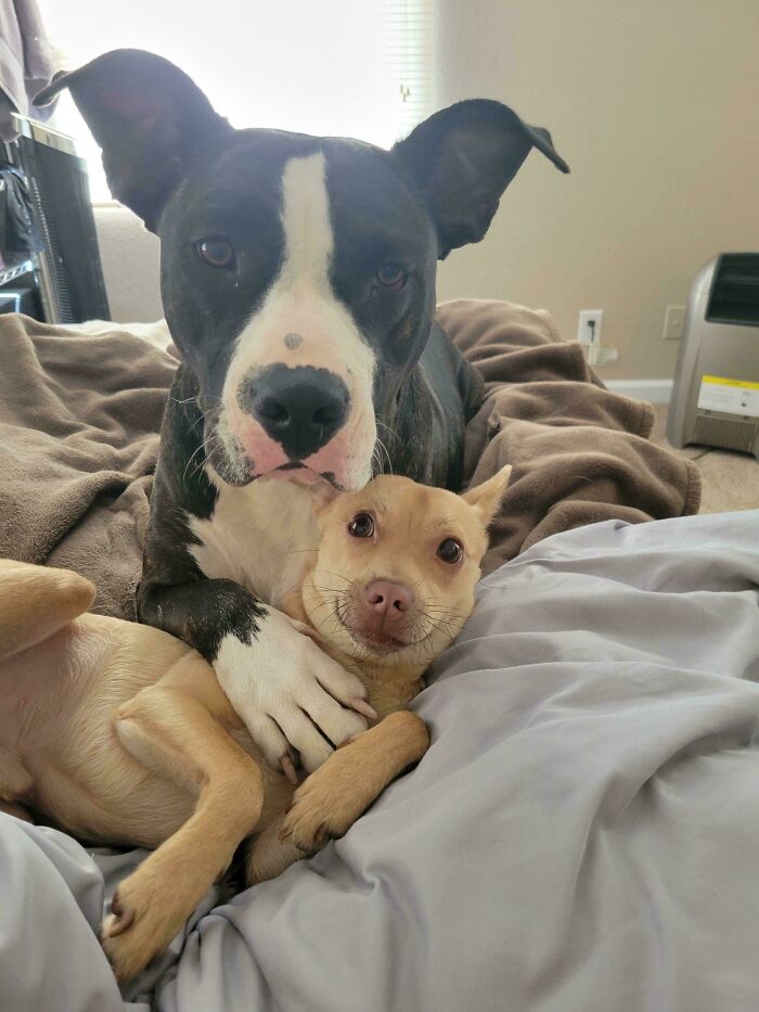 82 Wholesome Animal Pics That Might Be The Nicest Thing You See Today