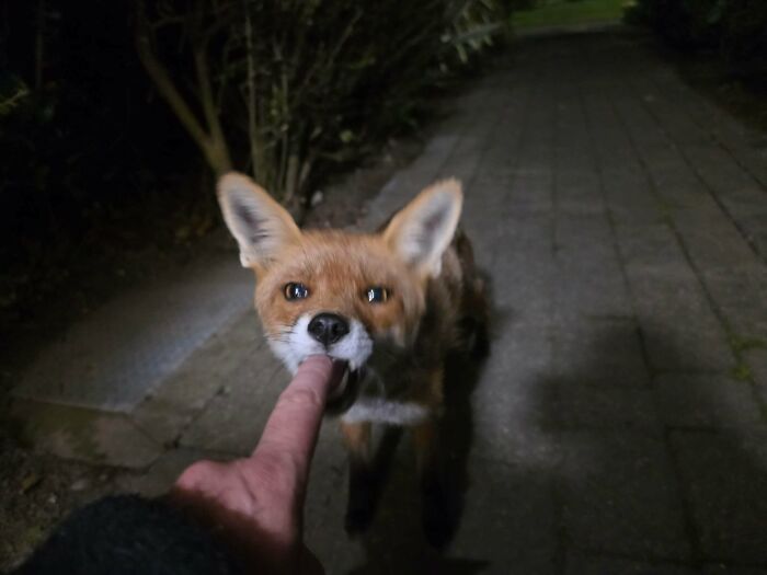 82 Wholesome Animal Pics That Might Be The Nicest Thing You See Today