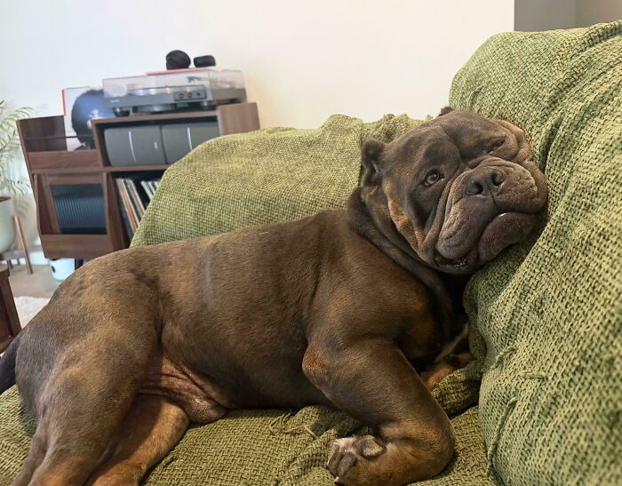 82 Wholesome Animal Pics That Might Be The Nicest Thing You See Today