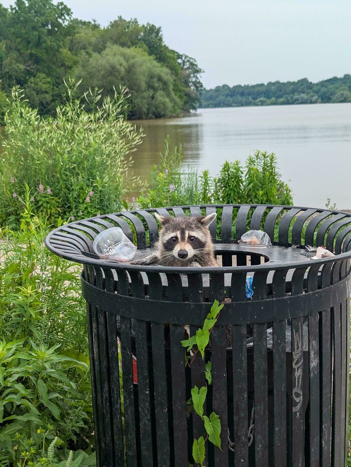 82 Wholesome Animal Pics That Might Be The Nicest Thing You See Today