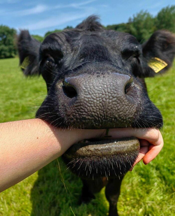 82 Wholesome Animal Pics That Might Be The Nicest Thing You See Today