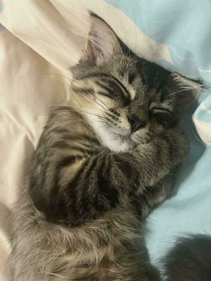 82 Wholesome Animal Pics That Might Be The Nicest Thing You See Today