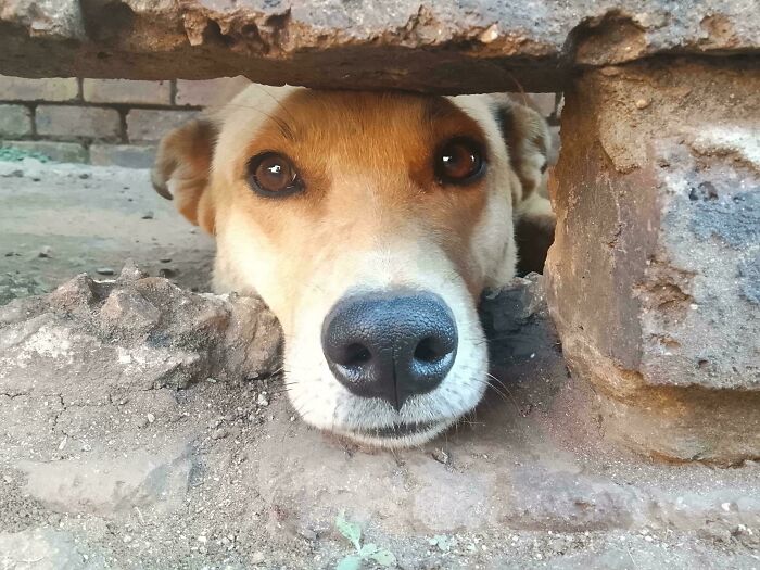 82 Wholesome Animal Pics That Might Be The Nicest Thing You See Today