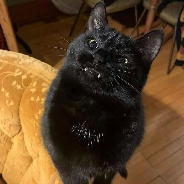 50 Funny And Adorable Black Cat Pics Shared By This Page To Celebrate Halloween 50 Funny And Adorable Black Cat Pics Shared By This Page To Celebrate Halloween