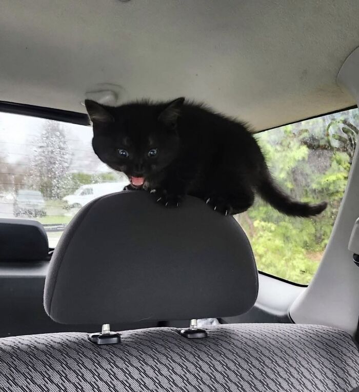 50 Funny And Adorable Black Cat Pics Shared By This Page To Celebrate Halloween 50 Funny And Adorable Black Cat Pics Shared By This Page To Celebrate Halloween