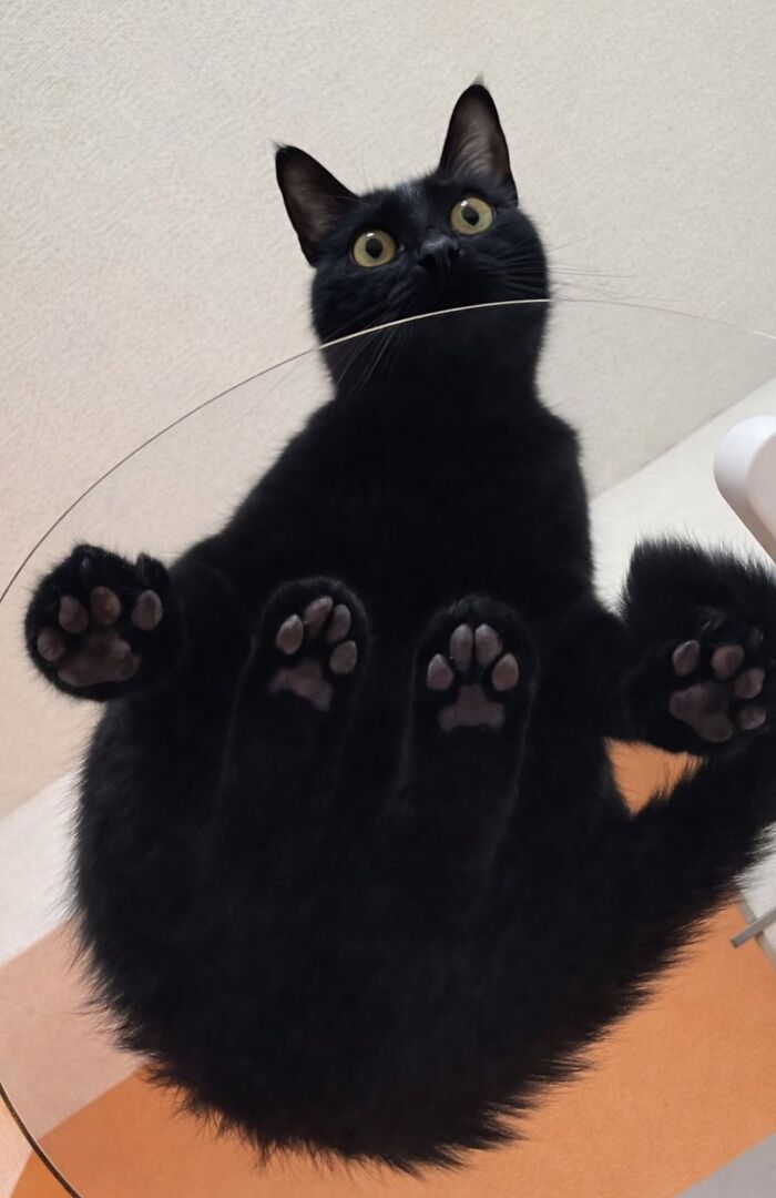 50 Funny And Adorable Black Cat Pics Shared By This Page To Celebrate Halloween 50 Funny And Adorable Black Cat Pics Shared By This Page To Celebrate Halloween