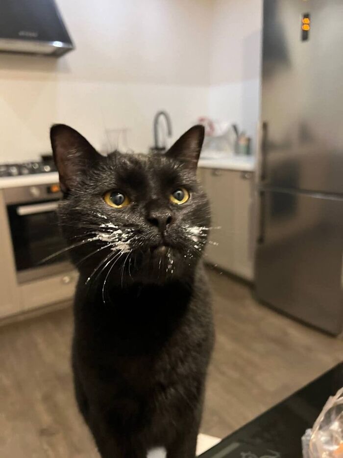 50 Funny And Adorable Black Cat Pics Shared By This Page To Celebrate Halloween 50 Funny And Adorable Black Cat Pics Shared By This Page To Celebrate Halloween