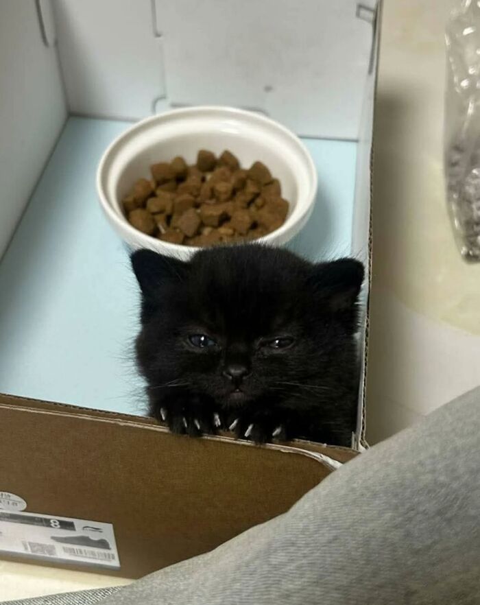 50 Funny And Adorable Black Cat Pics Shared By This Page To Celebrate Halloween 50 Funny And Adorable Black Cat Pics Shared By This Page To Celebrate Halloween