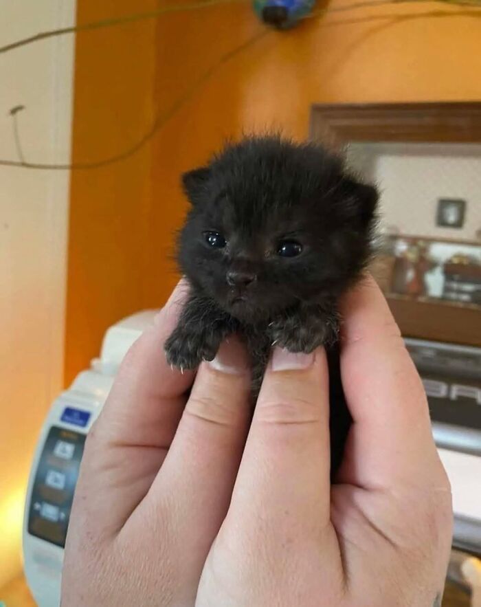 50 Funny And Adorable Black Cat Pics Shared By This Page To Celebrate Halloween 50 Funny And Adorable Black Cat Pics Shared By This Page To Celebrate Halloween