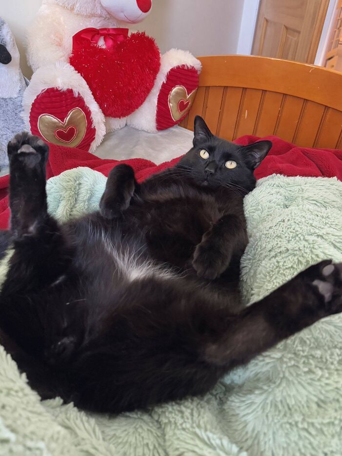 50 Funny And Adorable Black Cat Pics Shared By This Page To Celebrate Halloween 50 Funny And Adorable Black Cat Pics Shared By This Page To Celebrate Halloween