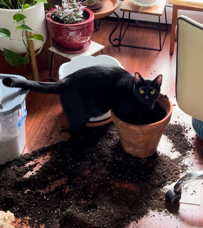 50 Funny And Adorable Black Cat Pics Shared By This Page To Celebrate Halloween 50 Funny And Adorable Black Cat Pics Shared By This Page To Celebrate Halloween