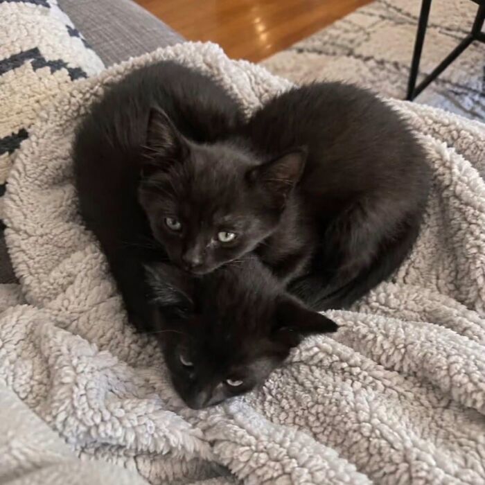 50 Funny And Adorable Black Cat Pics Shared By This Page To Celebrate Halloween 50 Funny And Adorable Black Cat Pics Shared By This Page To Celebrate Halloween