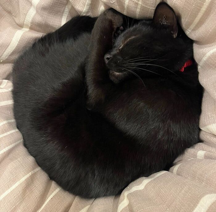 50 Funny And Adorable Black Cat Pics Shared By This Page To Celebrate Halloween 50 Funny And Adorable Black Cat Pics Shared By This Page To Celebrate Halloween