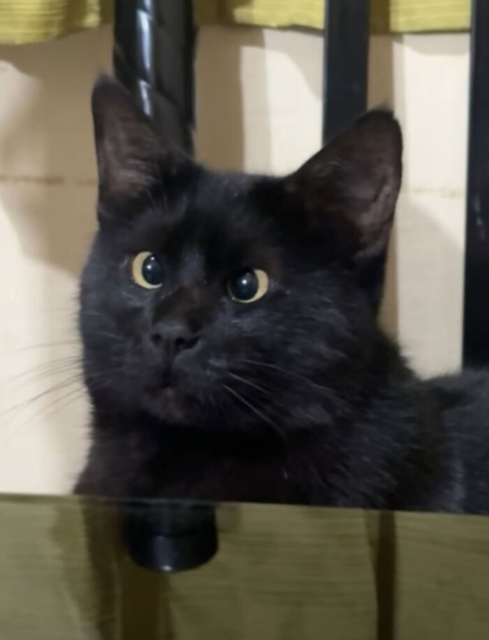 50 Funny And Adorable Black Cat Pics Shared By This Page To Celebrate Halloween 50 Funny And Adorable Black Cat Pics Shared By This Page To Celebrate Halloween