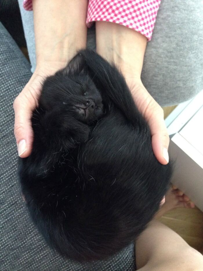 50 Funny And Adorable Black Cat Pics Shared By This Page To Celebrate Halloween 50 Funny And Adorable Black Cat Pics Shared By This Page To Celebrate Halloween