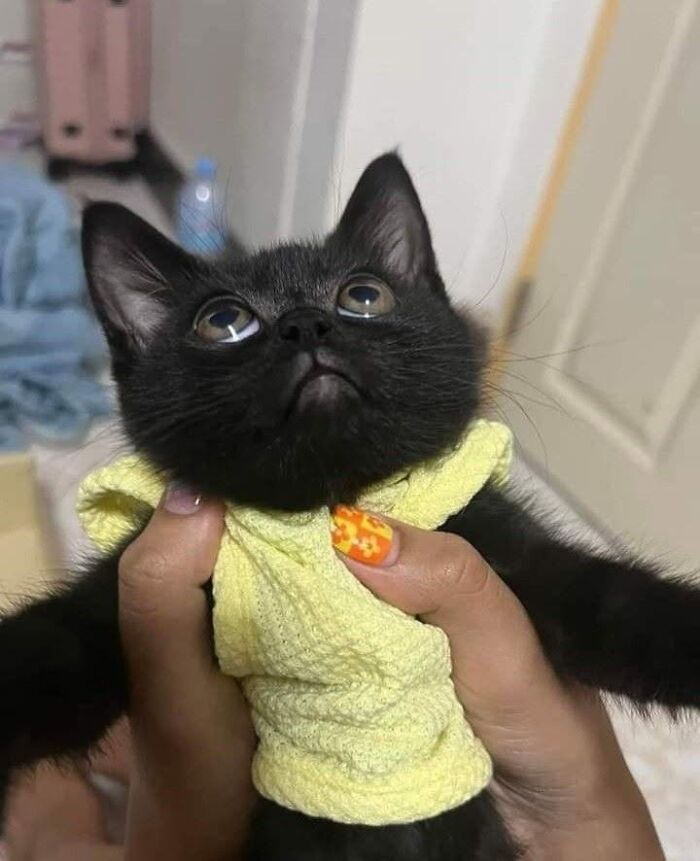50 Funny And Adorable Black Cat Pics Shared By This Page To Celebrate Halloween 50 Funny And Adorable Black Cat Pics Shared By This Page To Celebrate Halloween