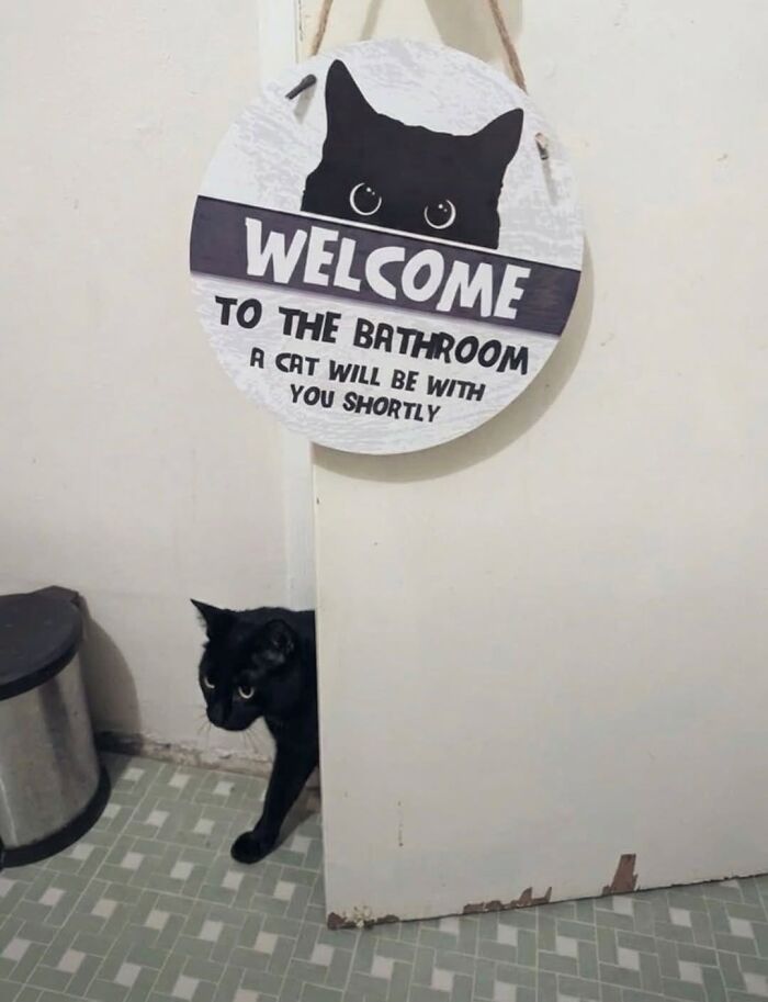 50 Funny And Adorable Black Cat Pics Shared By This Page To Celebrate Halloween 50 Funny And Adorable Black Cat Pics Shared By This Page To Celebrate Halloween