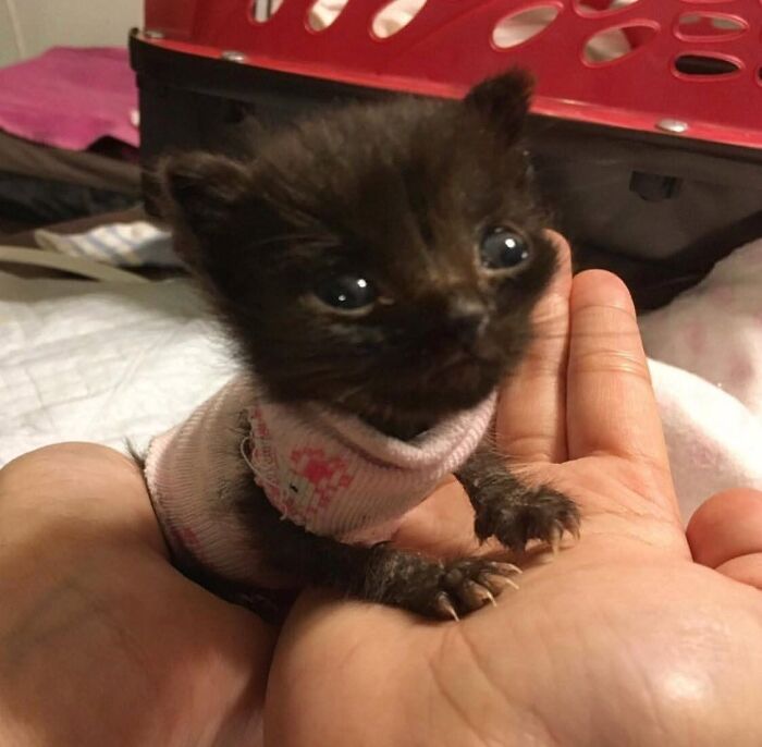50 Funny And Adorable Black Cat Pics Shared By This Page To Celebrate Halloween 50 Funny And Adorable Black Cat Pics Shared By This Page To Celebrate Halloween
