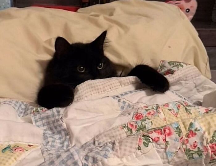 50 Funny And Adorable Black Cat Pics Shared By This Page To Celebrate Halloween 50 Funny And Adorable Black Cat Pics Shared By This Page To Celebrate Halloween
