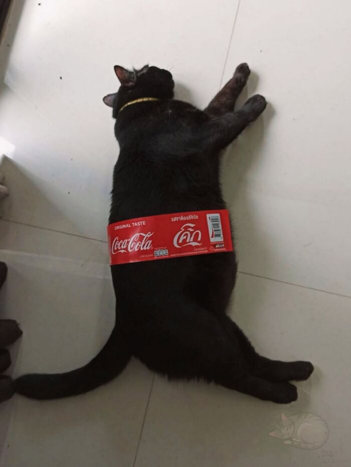 50 Funny And Adorable Black Cat Pics Shared By This Page To Celebrate Halloween 50 Funny And Adorable Black Cat Pics Shared By This Page To Celebrate Halloween