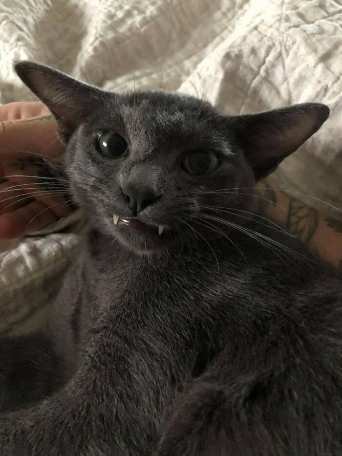 50 Funny And Adorable Black Cat Pics Shared By This Page To Celebrate Halloween 50 Funny And Adorable Black Cat Pics Shared By This Page To Celebrate Halloween