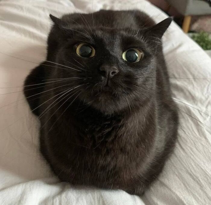 50 Funny And Adorable Black Cat Pics Shared By This Page To Celebrate Halloween 50 Funny And Adorable Black Cat Pics Shared By This Page To Celebrate Halloween