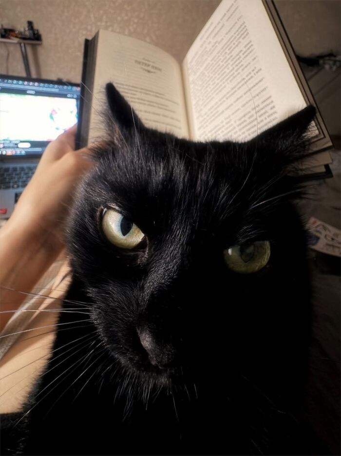 50 Funny And Adorable Black Cat Pics Shared By This Page To Celebrate Halloween 50 Funny And Adorable Black Cat Pics Shared By This Page To Celebrate Halloween