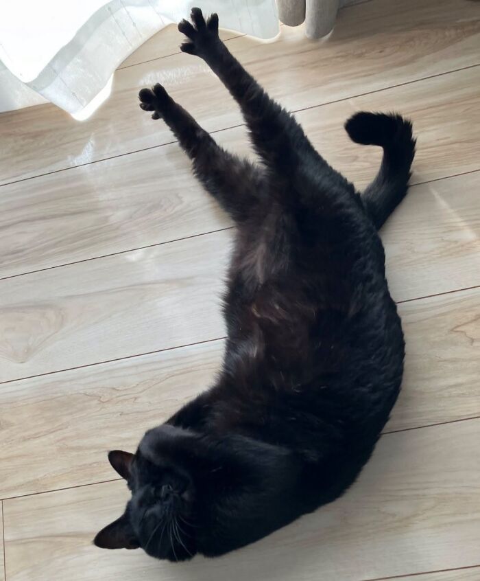 50 Funny And Adorable Black Cat Pics Shared By This Page To Celebrate Halloween 50 Funny And Adorable Black Cat Pics Shared By This Page To Celebrate Halloween