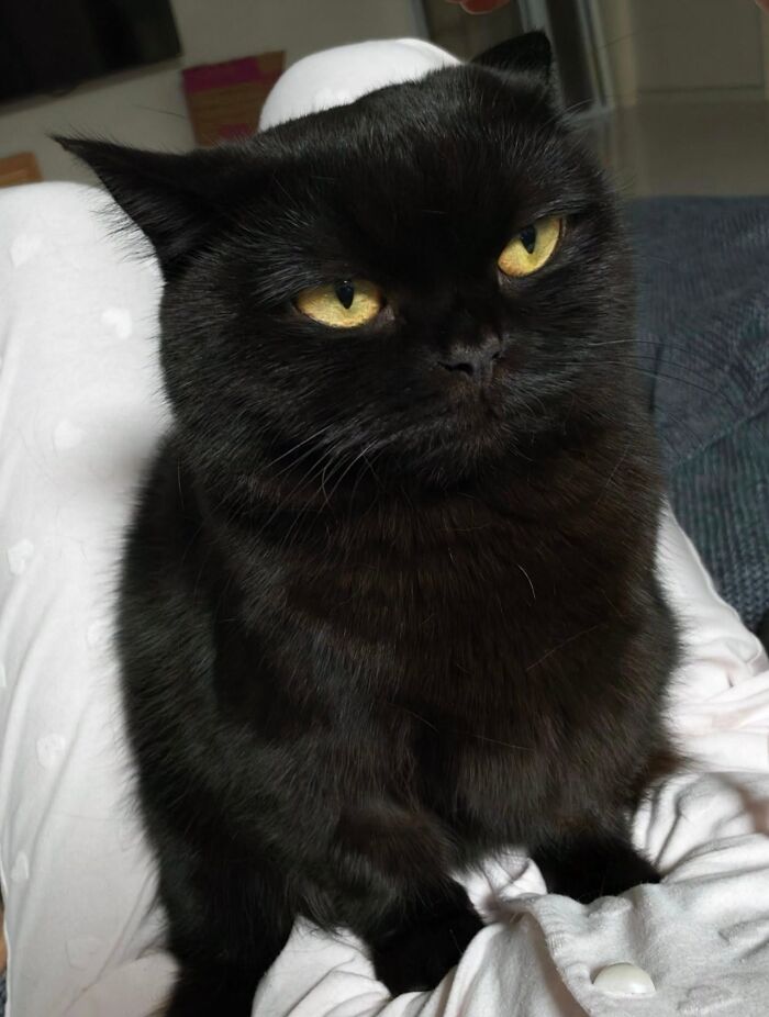 50 Funny And Adorable Black Cat Pics Shared By This Page To Celebrate Halloween 50 Funny And Adorable Black Cat Pics Shared By This Page To Celebrate Halloween