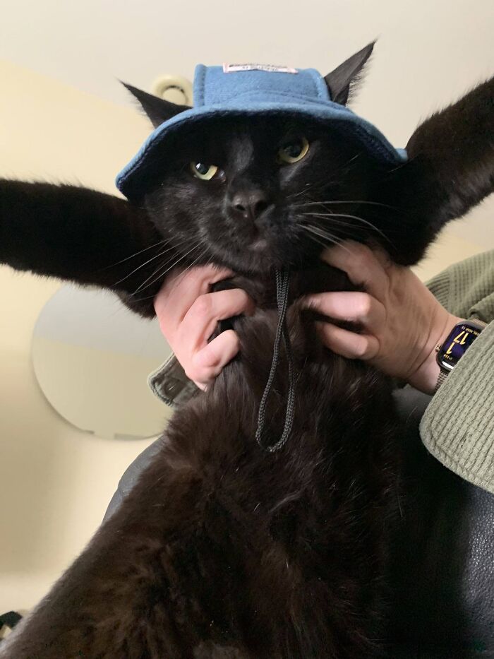 50 Funny And Adorable Black Cat Pics Shared By This Page To Celebrate Halloween 50 Funny And Adorable Black Cat Pics Shared By This Page To Celebrate Halloween