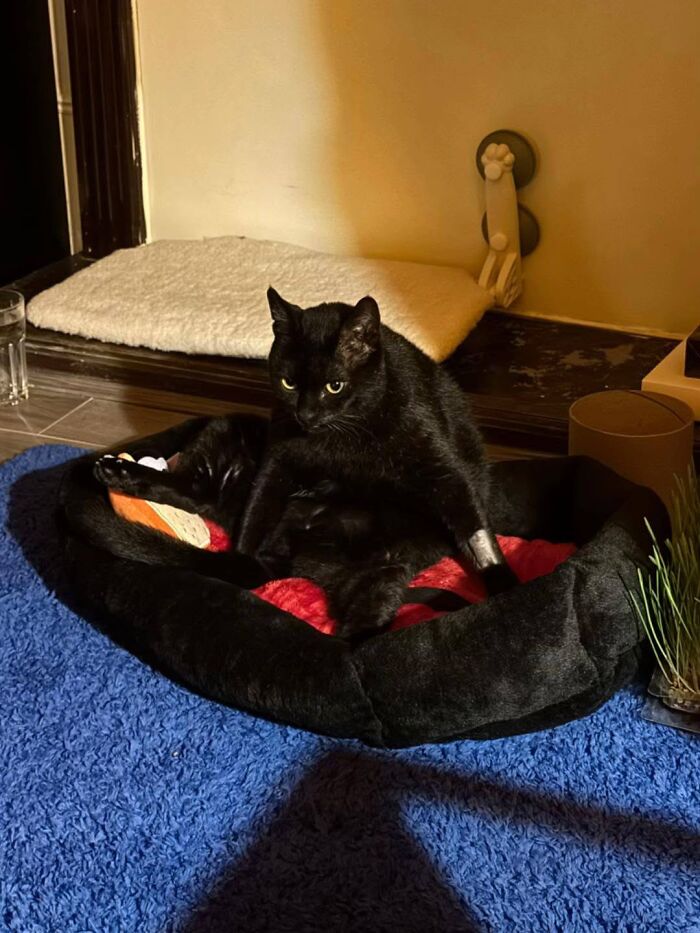 50 Funny And Adorable Black Cat Pics Shared By This Page To Celebrate Halloween 50 Funny And Adorable Black Cat Pics Shared By This Page To Celebrate Halloween