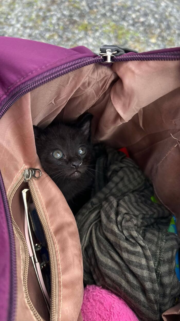 50 Funny And Adorable Black Cat Pics Shared By This Page To Celebrate Halloween 50 Funny And Adorable Black Cat Pics Shared By This Page To Celebrate Halloween