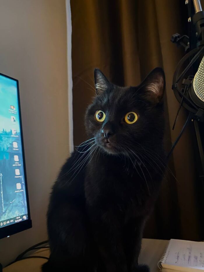 50 Funny And Adorable Black Cat Pics Shared By This Page To Celebrate Halloween 50 Funny And Adorable Black Cat Pics Shared By This Page To Celebrate Halloween