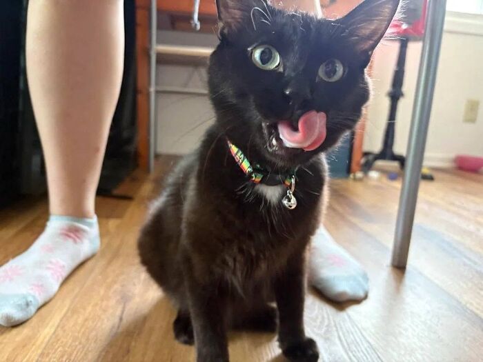 50 Funny And Adorable Black Cat Pics Shared By This Page To Celebrate Halloween 50 Funny And Adorable Black Cat Pics Shared By This Page To Celebrate Halloween