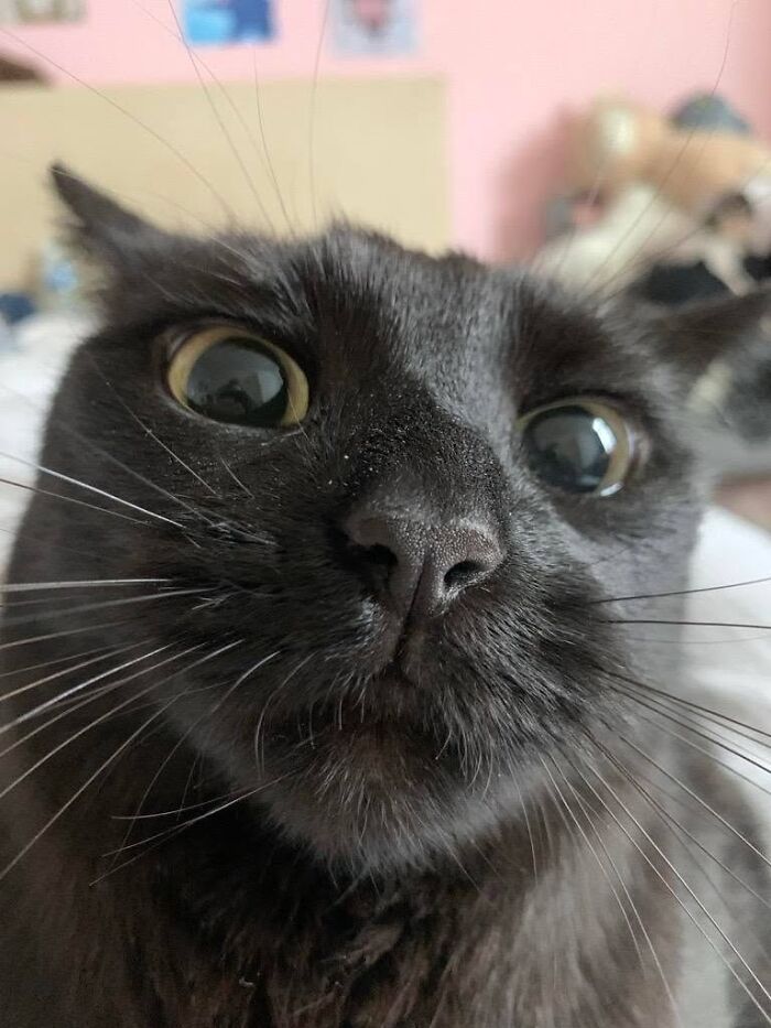 50 Funny And Adorable Black Cat Pics Shared By This Page To Celebrate Halloween 50 Funny And Adorable Black Cat Pics Shared By This Page To Celebrate Halloween